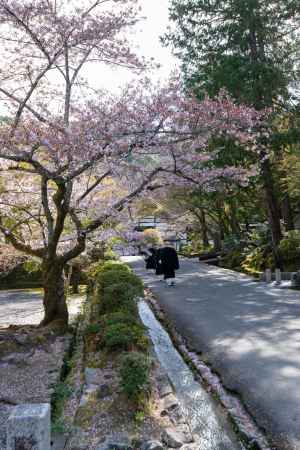 南禅寺　4月1日の桜2