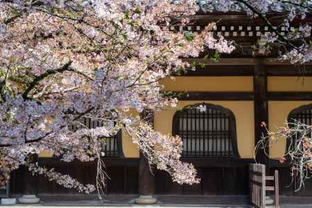 南禅寺　4月1日の桜3