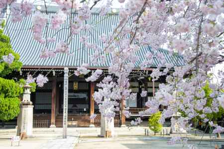 妙顕寺　風になびくしだれ
