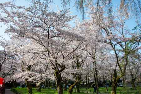 平野神社　満開です