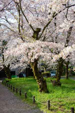 平野神社　みちるサクラ