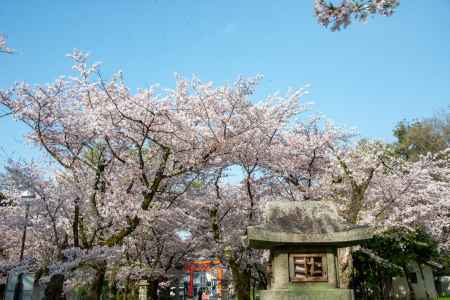 平野神社　灯篭とサクラ