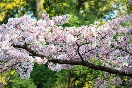 平野神社　さくらサクラ