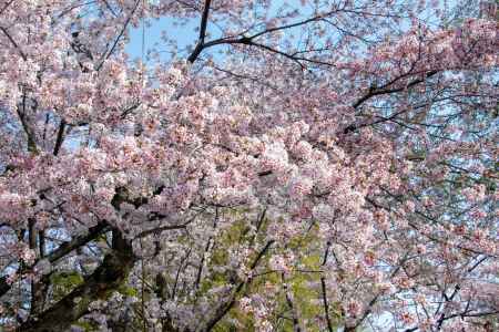 平野神社　青空を仰ぐと