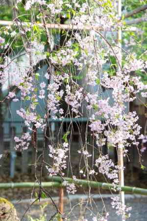 平野神社　しだれカーテン