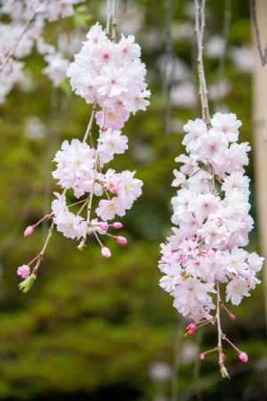 法金剛院　愛らしく咲く