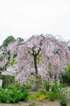 法金剛院　優美なる姿