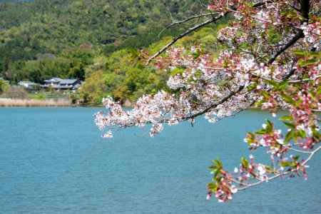 広沢池　池畔に桜