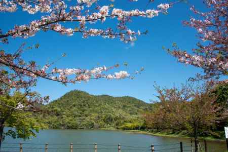 広沢池　おだやかな春景色