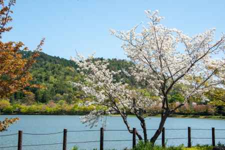 広沢池　池辺の春