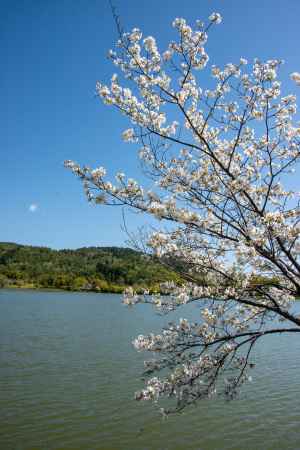 広沢池　池の風にゆれる春