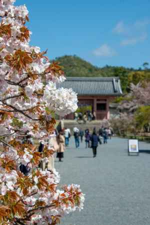 仁和寺　中門へ