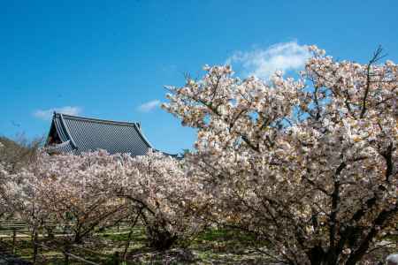 仁和寺　大屋根を望む