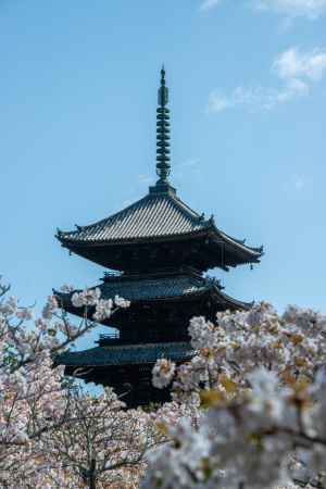 仁和寺　凛と建つ
