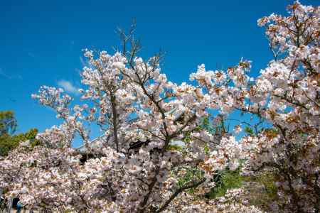 仁和寺　春めく空