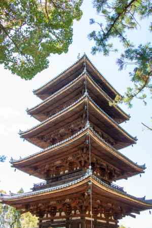 仁和寺　見上げれば