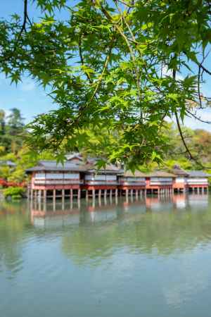 長岡天満宮　錦水亭と青もみじ