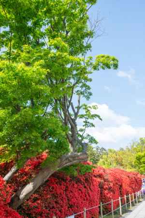 長岡天満宮　赤　と　緑