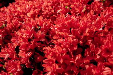 長岡天満宮　赤満開