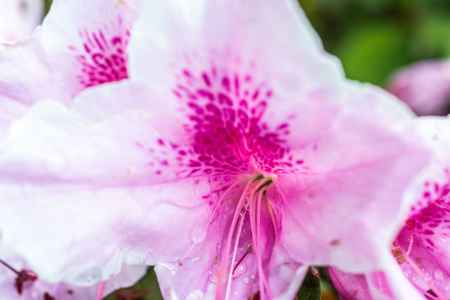 長岡天満宮　春ドアップ