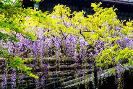 長岡天満宮　涼やかな紫