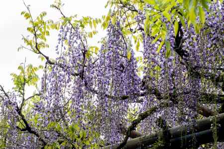 長岡天満宮　鈴々と