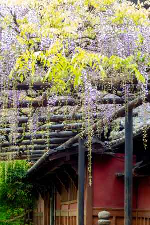 長岡天満宮　紫の小雨