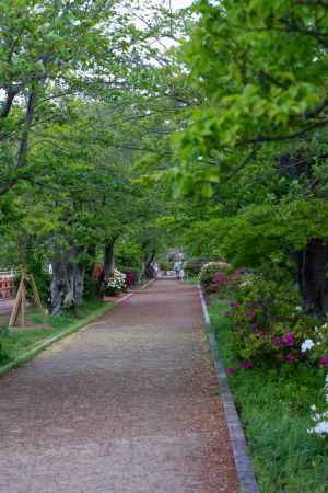 長岡天満宮　緑の道