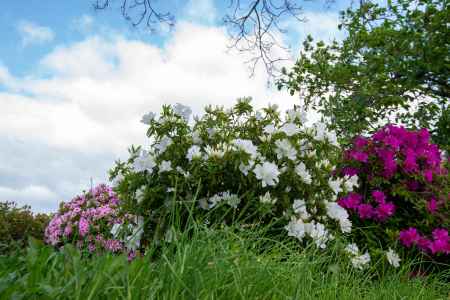 長岡天満宮　青空とツツジ