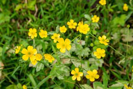 長岡天満宮　可愛いイエロー