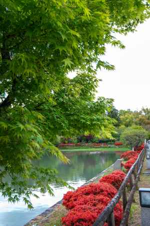 長岡天満宮　池辺の赤