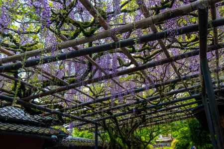 長岡天満宮　ふりそそぐ藤