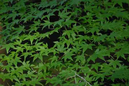 紅葉を待つもみじ