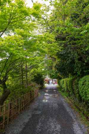 長岡天満宮　雨上がりの緑
