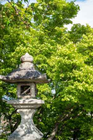 長岡天満宮　青もみじと石灯篭