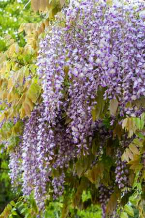 長岡天満宮　連連なる藤の花