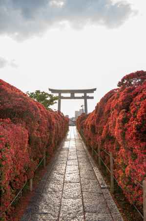 長岡天満宮　早朝の鳥居