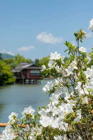長岡天満宮　池と白つつじ