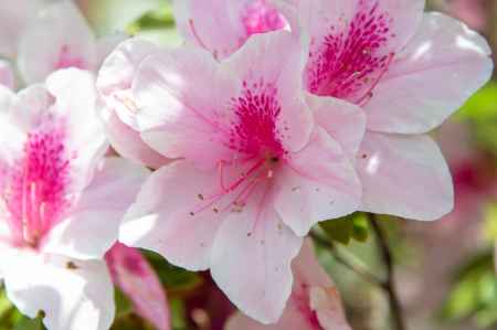 長岡天満宮　春顔アップ