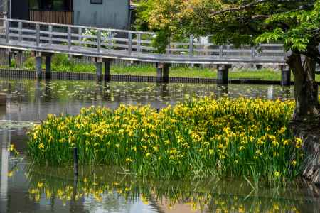 長岡天満宮　黄菖蒲