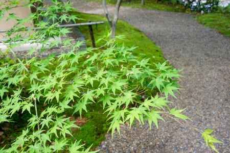 長岡天満宮　くっきり葉姿