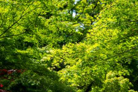 長岡天満宮　フルグリーン