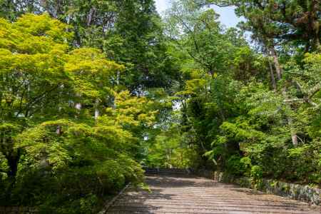 光明寺　緑の参道