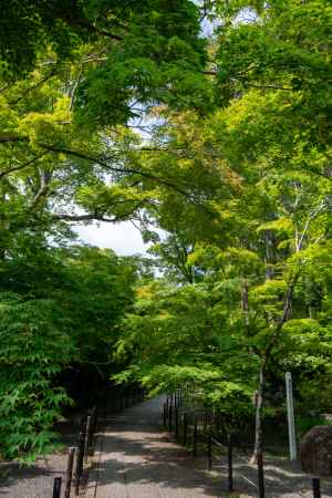 光明寺　緑に覆われた道
