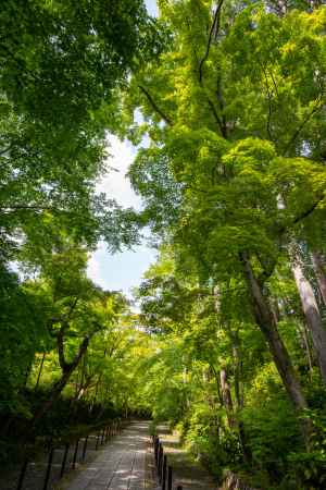 光明寺　緑もみじに包まれて