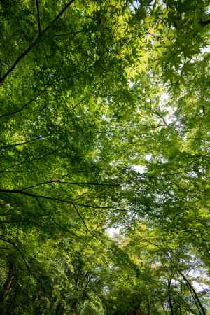 光明寺　緑空