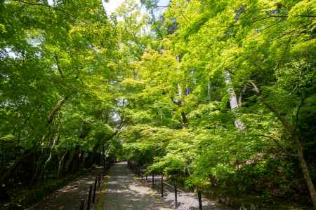 光明寺　青もみじ参道