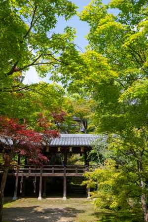光明寺　緑の中に