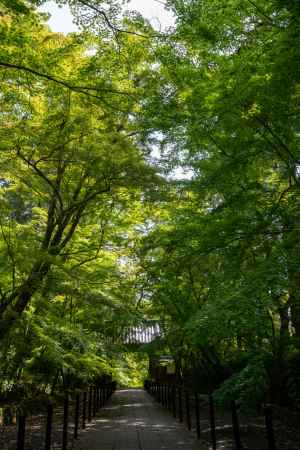 光明寺　青もみじ道