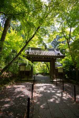 光明寺　木漏れ日